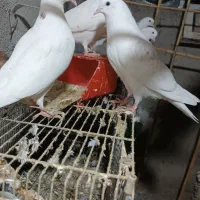 کبوتر آخرت جنس نسل برتر|پرنده|جلین, |دیوار
