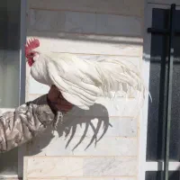 خروس فونیکس