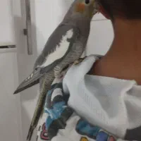 عروس هلندی دستی