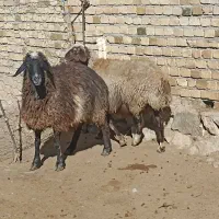 ۲ میش گوسفند بز بره|حیوانات مزرعه|بروجرد, |دیوار