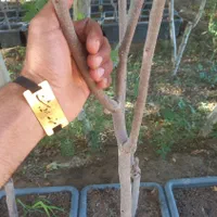 نهال خرمالو پیوندی