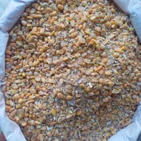 نخود و ذرت روس و گندم دیم