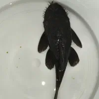 لجنخوار پلکو l59