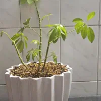 گل زاموفولیا و گل بونسای شفلرا|گل و گیاه طبیعی|مشهد, پروین اعتصامی|دیوار