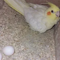 پرنده هویزه لوتینو.طوطی برزیلی.فنچ