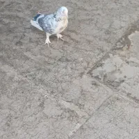 ۲ تا کفتر پرشی