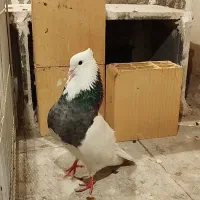 کفتر طوقی و ساده