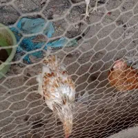 مرغ و خروس گلین ومحلی|حیوانات مزرعه|نکا, |دیوار