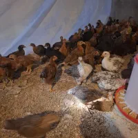 نیمچه گلپایگانی 45 روزه|حیوانات مزرعه|قم, منبع آب|دیوار