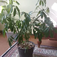 گل انگشتی و گل دیفن باخیا