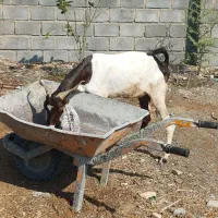 بز تالی پاکستانی آبستن وچپشت پاکستانی رودان|حیوانات مزرعه|بندرعباس, |دیوار