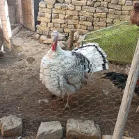 بوقلمون محلی|حیوانات مزرعه|شیروان (خراسان), |دیوار