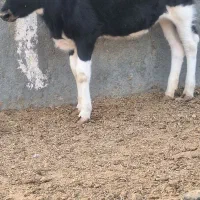 گوساله ماده و گوساله نر|حیوانات مزرعه|جعفرآباد, |دیوار