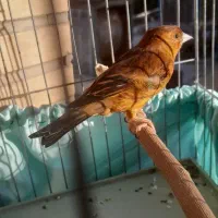 سهره قناری طوطی سرخ|پرنده|تهران, جوادیه تهرانپارس|دیوار