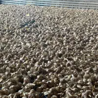سیر محلی درجه یک