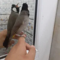 یک عدد قناری در ملاثانی