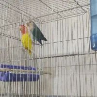 کوتوله مولد|پرنده|بابا حیدر, |دیوار