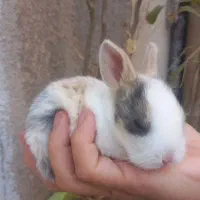 خرگوش مینیاتوری لوپی|موش و خرگوش|کرمانشاه, |دیوار