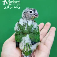 خرید و فروش انواع طوطی گرینجیک