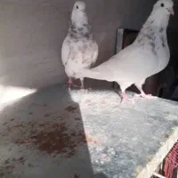 کبوتر طوقی بدون عیب|پرنده|شیراز, زرهی|دیوار