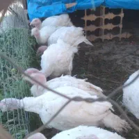 بوقلمون گوشتی|حیوانات مزرعه|اسلامشهر, کاشانک|دیوار