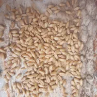 گندم بذری دیم پتو  ریجاب