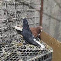 چندجفت کفترنروماده|پرنده|بندرعباس, |دیوار