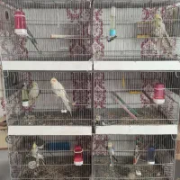 عروس هلندی|پرنده|سنندج, |دیوار