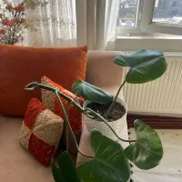 گل های شاداب|گل و گیاه طبیعی|شیراز, لاله|دیوار