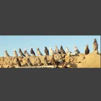 دورگ، طوقی،صداداروکاشانی،عربی،ترکاش|پرنده|مسجد سلیمان, |دیوار