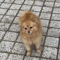 پامرروباهی