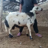 با سلام یک راس کوعه قورچ|حیوانات مزرعه|بروجرد, |دیوار