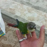 طوطی گرینچیک|پرنده|رضویه, |دیوار