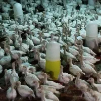 جوجه بوقلمون یک ماه بیوتی فوق سنگین