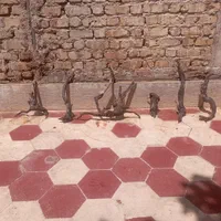 ریشه و تنه درخت آبنوس|ماهی|شیراز, شهرک سراج|دیوار