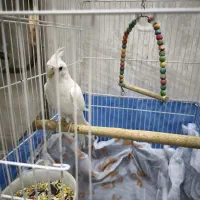 عروس هلندی سخنگو البینو|پرنده|شاهینشهر, فردوسی|دیوار