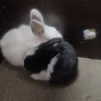 خرگوش باهوش کوچولو|موش و خرگوش|تهران, جیحون|دیوار