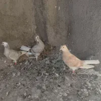 دم سفید|پرنده|فردوس (خراسان), |دیوار