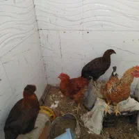 مرغ و خروس