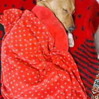 واگذاری توله سگ چارماه شیرین شناسنامه/واکسن خورده|سگ|تهران, ستارخان|دیوار