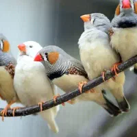 کبوتر و فنچ|پرنده|بافق, |دیوار