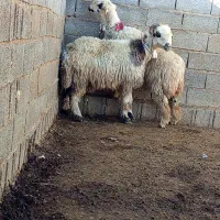 18راس شیشک میش بختیاری اصل 15راس بره دار3راس گلون