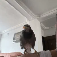 مرغ مینای 3ماهه