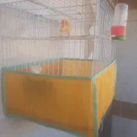 قناری نر