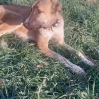 واگذاری توله ماده خراسان 7 ماهه