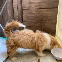 سگ نر ۷ماهه نژاد میکس اشپیتز و شیتزو|سگ|کرج, مهرویلا جنوبی|دیوار