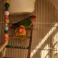 طوطی برزیلی|پرنده|شهریار, شهریار|دیوار