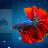 ماهی به عکس خوب توجه کنید