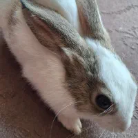 خرگوش