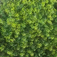انواع گرینوال سبز و رنگی 50*50 دیوار گل|گل مصنوعی|بهارستان, |دیوار